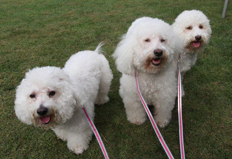 The Bichon Bash is right around the corner! Get your tickets now. Bring the whole family. Bring your friends. Bring your FurKids! Enjoy a day of fun, food, shopping, raffles, and more!