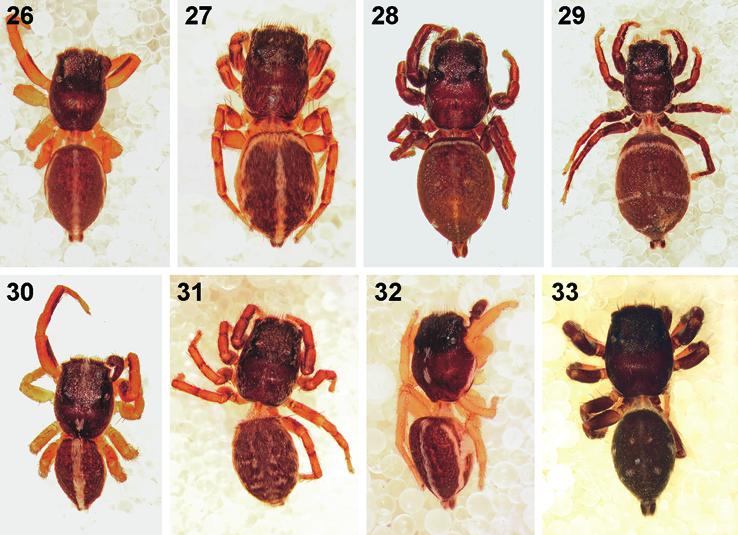 WESOŁOWSKA & HADDAD: THE JUMPING SPIDERS OF LESOTHO 239 Figs 26 33. Digital microscope photographs of the dorsal (26 31, 33) and dorsolateral (32) habitus of Heliophanus spp. from Lesotho: (26, 27) H.
