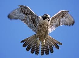 Falcon BY: