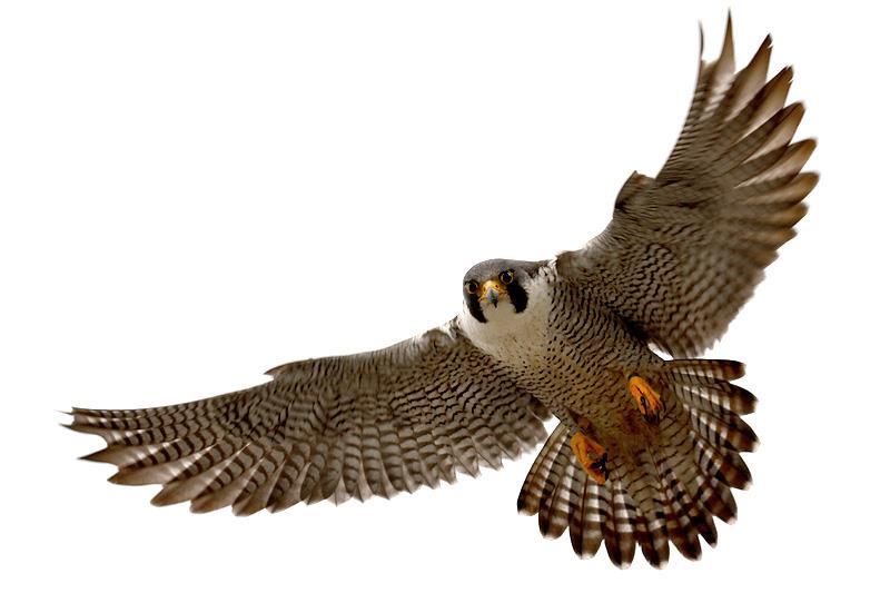 10 Conservation Status The peregrine falcon has a world-wide distribution, only being absent from Polar Regions.