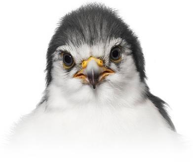 11 Other resident Southern African falcons include: Pygmy falcon Taita falcon Sooty falcon