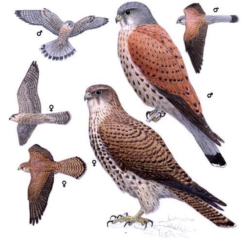 15 Description These small birds of prey have a grey head with black spots on a reddish brown body. Their beak, eyes and talons are black, contrasting with yellow legs and cere.