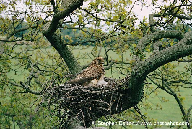 During this period the male remains close by at all time unless hunting and will defend the nest site from intruders.
