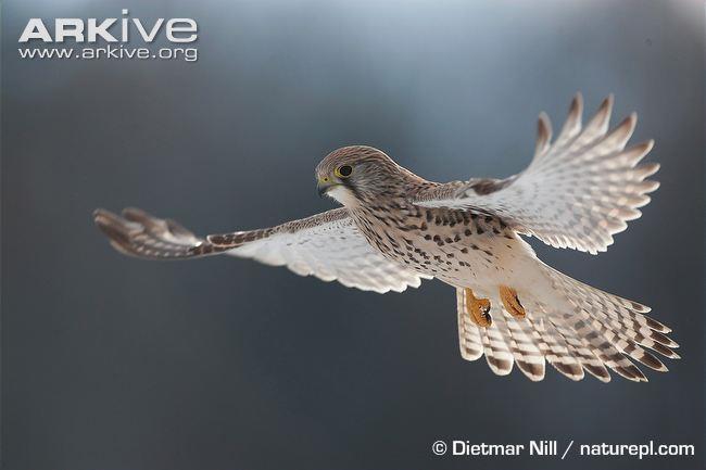 17 Flight Unlike the larger falcon species, the common kestrel takes its prey on the ground. To facilitate this, it has mastered the art of almost motionless hovering.