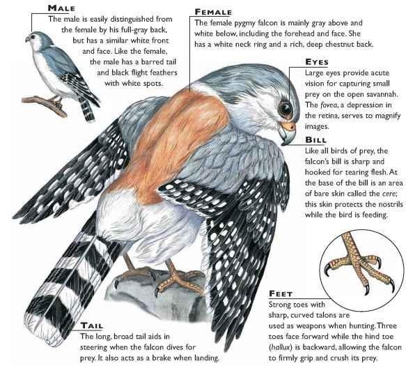 3 Introduction to Falcons and Kestrels In this large group of birds, some 16-individual species all fall under the same Family Falconidae.