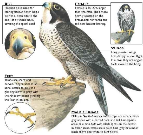 4 Peregrine Falcon - Falco peregrinus Vital Statistics Wingspan Length Weight Preferred prey Incubation period Clutch size Status Nesting site Nestling period Hunting success Habitat 100 cm [40