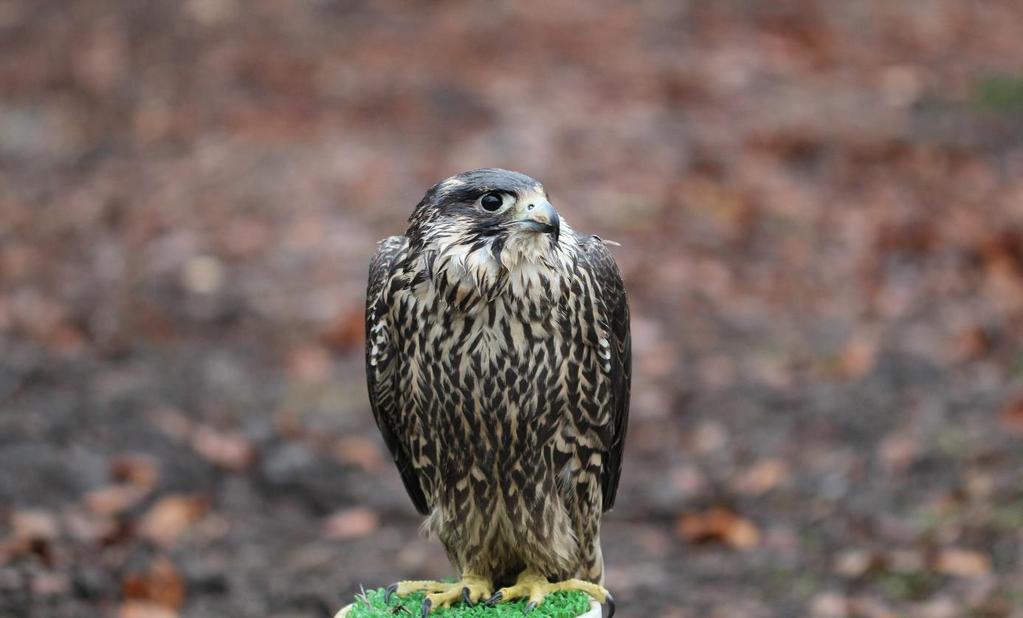8 Hunting and Killing Peregrine falcons are very successful predators specialising in killing other birds in flight, particularly doves and pigeons.