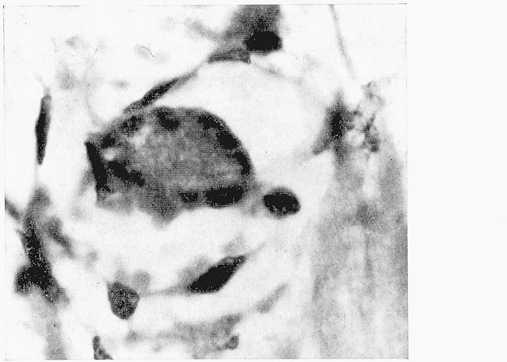 Hepatozoon-Like Parasite 187 Fig. 1. Cat myocardium.