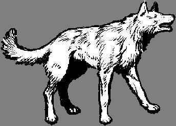 'H'sh! It is neither bullock nor buck he hunts to-night,' said Mother Wolf. 'It is Man.' The whine had changed to a sort of humming purr that seemed to come from every quarter of the compass.