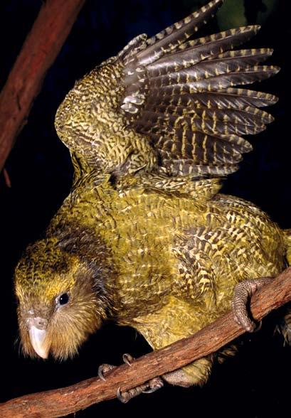 It has short wings and cannot fly, but it has strong legs to walk through the mountains. It looks like an owl, and it comes out at night like an owl.