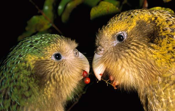 Then, in 1974, a few males were found. But because there were no females to lay eggs, kakapos would become extinct once the males died. A pair of kakapos share food.