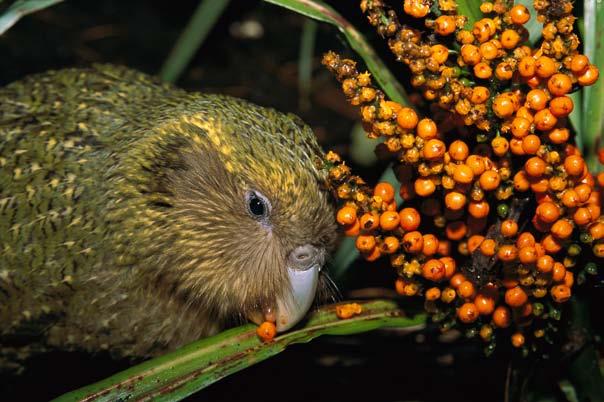 The kakapos had never seen these animals, so they didn t know how to defend themselves. And they couldn t fly to escape. The predators killed so many birds that by the 1950s, the kakapo disappeared.