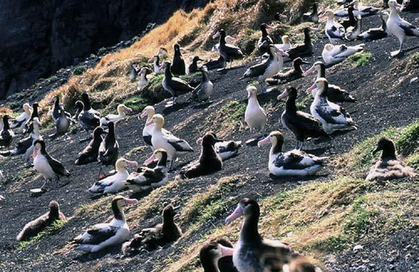 Years after the last albatross was seen, a few were spotted nesting on a volcanic island. These albatrosses had been at sea while the others were killed.