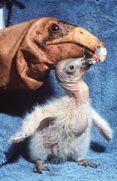 The puppets help the chicks learn to live with other condors, instead of with humans.