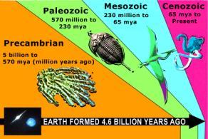 570 Ediacaran 700 Precambrian, Proterozoic, & Archarozoic 4500 Life s