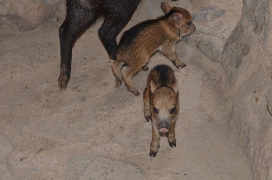 One of the females in the group (Ponchita) was rescued and raise there so she had no fear to come close with her two piglets.