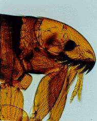 Aetiology Only two families contain species of veterinary importance: the Ceratophyllidae and the Pulicidae.