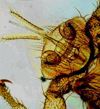 Fly infestation and Myiasis Myiasis is the infestation of tissue with fly larvae,