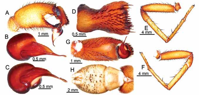 42 Records of the Australian Museum (2011) Vol. 63 Fig. 7. Misgolas kampenae n.sp. (A H), holotype AMS KS3364: (A) right palp retrolateral. (B,C) right bulb: (B) dorsal, (C) prolateral.