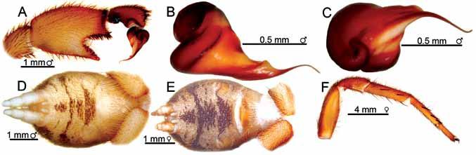 36 Records of the Australian Museum (2011) Vol. 63 Fig. 2. Misgolas kirstiae. (A D), holotype AMS KS22355: (A) right palp retrolateral. (B,C) right bulb: (B) dorsal, (C) prolateral. (D) venter.