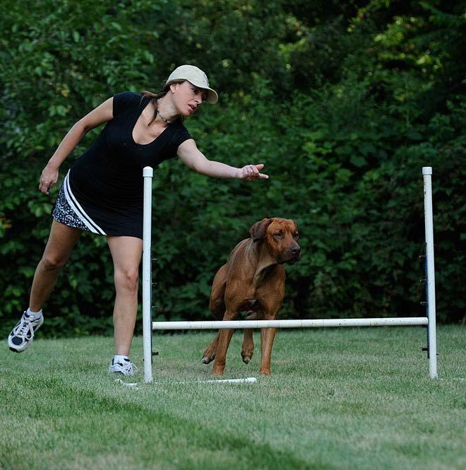 Four Intense Agility Workshops Ø Have you taken an agility seminar or class with a very successful trainer who obviously knows what they are doing