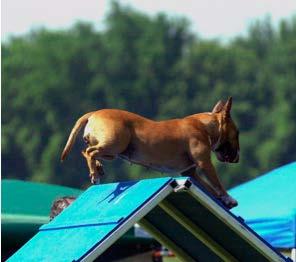 Ø Does your dog do the weave poles OK at home, yet run past them as if he doesn t see them at trials?