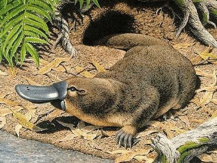 cloaca) These include the duck-billed platypus (Ornithorhynchus anatinus and the spiny anteater