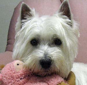 YEAR 2010 SOUTHEASTERN MICHIGAN WESTIE RESCUE (West Highland White Terrier Club of SE Michigan) THIS NEWSLETTER-See http://www.westie3.fatcow.com/rescue/chnewsletter10/chnewsltr10.