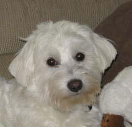 Tony/Bandit Fostered 72 days 2009/10 Tony (now Bandit), age 6 months, was a Westie/Maltese mix. Tony was found dumped in someone s backyard.