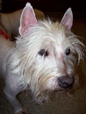 The breeder s son kept a 12-year-old female, but these three Westies made their way to us. Maggie, who was anywhere from 5 years to 9 years of age, had had CMO* as a youngster.