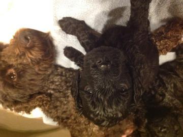 Breed: Miniature Poodle Born: December S Litter 5 puppies Names: Sonny, Suzie,