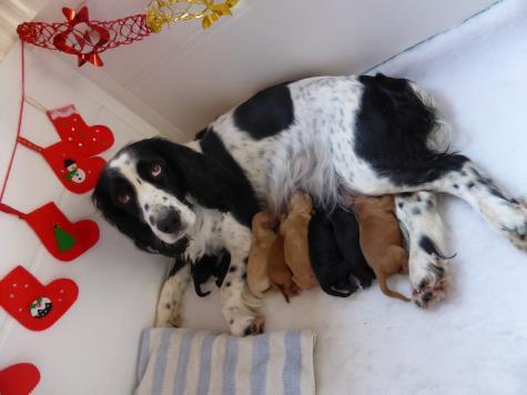 Christmas Litter 7 puppies Names: Whiskey, Cracker, Comet, Rudolph, Jingle,
