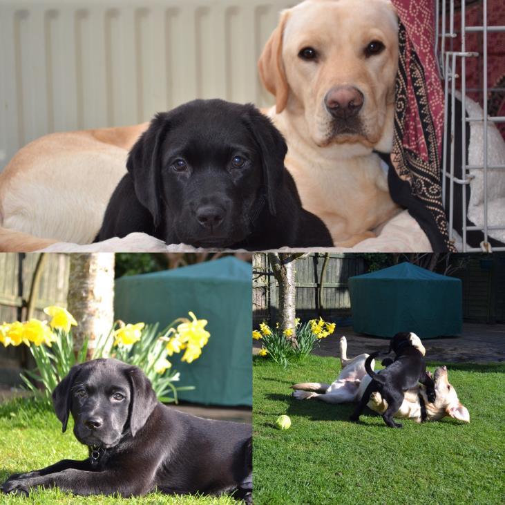 7 puppies Names: Will, Winston, Wendy, Winter, Wilson, Woody and Marcus Mum: