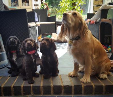 Pheobe Dad: Sena Breed: Cockerpoo Born: February A Litter 3 puppies Names: Alfie, Alice and Asia Mum: Kelsey