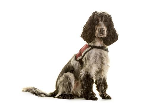 Dog name Breed Role Month placed Location Norton Labrador Hearing Dog March Somerset Olivia Labrador X Golden Retriever Dual Dog Guide Dog September Greater London Onyx Miniature Poodle Hearing Dog