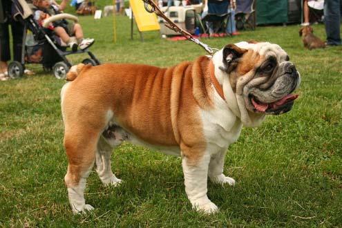 What You Wanted To Know About Buying & Owning English Bulldogs But Didn t Know Who To Ask Special Free Report Prepared By: