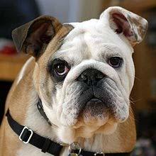 If you are considering an English Bulldog puppy, you are in for a real treat with this breed. The English Bulldog, also affectionately known as a Bullie or Bullies.