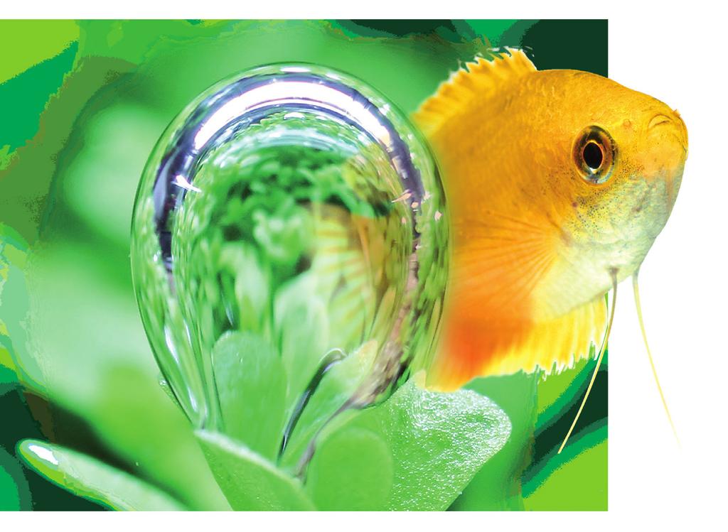 FROM EUROPE S LARGE AQUARIUM PLANTS NURSERY FROM EUROPE S LARGE AQUARIUM PLANTS NURSERY Maintain aquarium CO₂ for every requirement