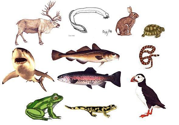 Section 1: What is a Vertebrate?