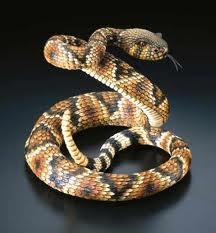 Snakes Identical skin qualities as lizards No legs, streamlined bodies,