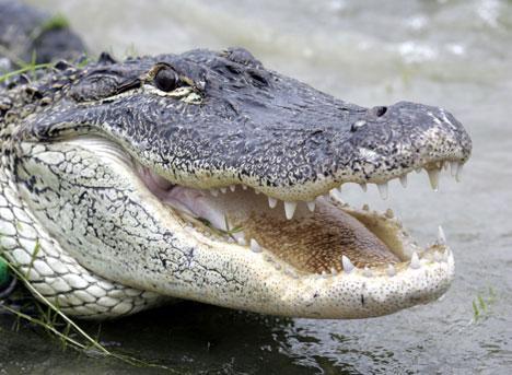 Alligators and Crocodiles Largest living reptiles Take care of
