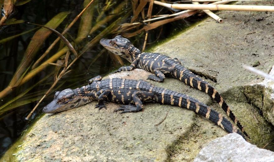 Alligator and Crocodile Reproduction Care for eggs and newly hatched young Female stays