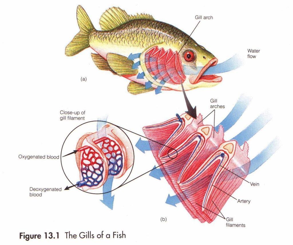 Obtaining Oxygen Fish opens its mouth and take a gulp of water Water moves through throat and then to gills Gills contain