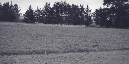 Pasture species and FE Chicory, legumes, and tall fescue are able to be used as FE-safe pastures/crops.