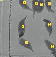 Visual tracking of the laying hens seemed to work by simply using frame-to-frame correspondence based on the overlap of pixels between