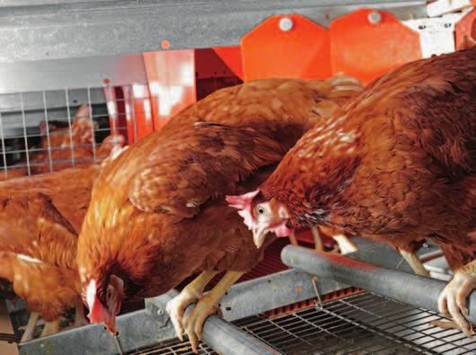 The advantages at a glance: ) the well-researched and proven EUROVENT colony system is the perfect basis for profitable, high-quality egg production: => sophisticated technology => high laying