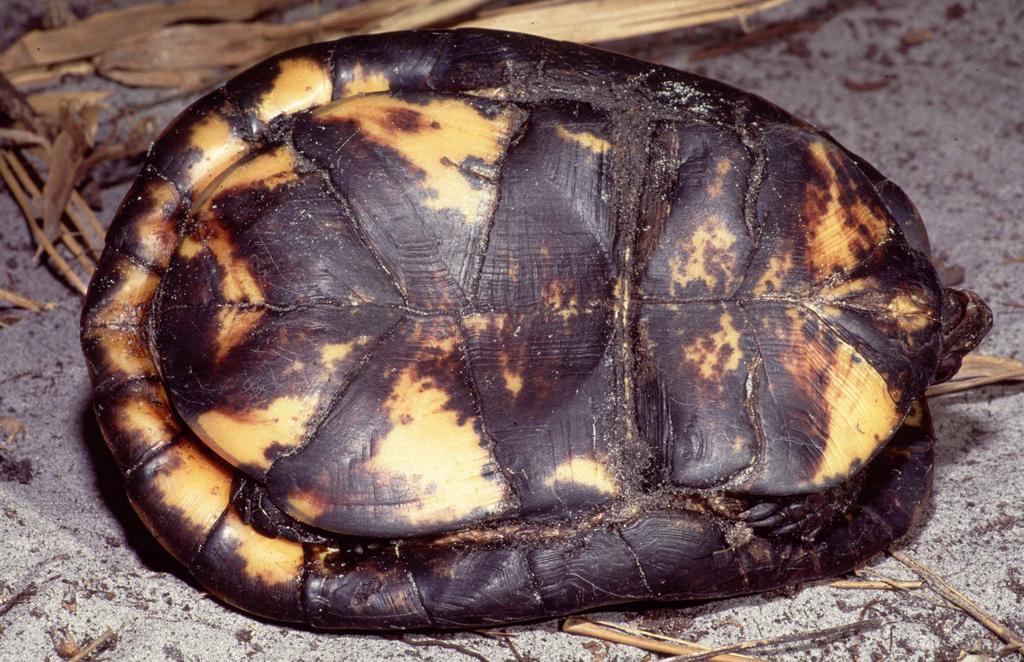 238 Biology and Conservation of Florida Turtles Chelonian Research Monographs, No. 3 2006 Figure 16-7. Plastral view of adult male Gulf Coast box turtle, Terrapene carolina major, from Liberty Co.