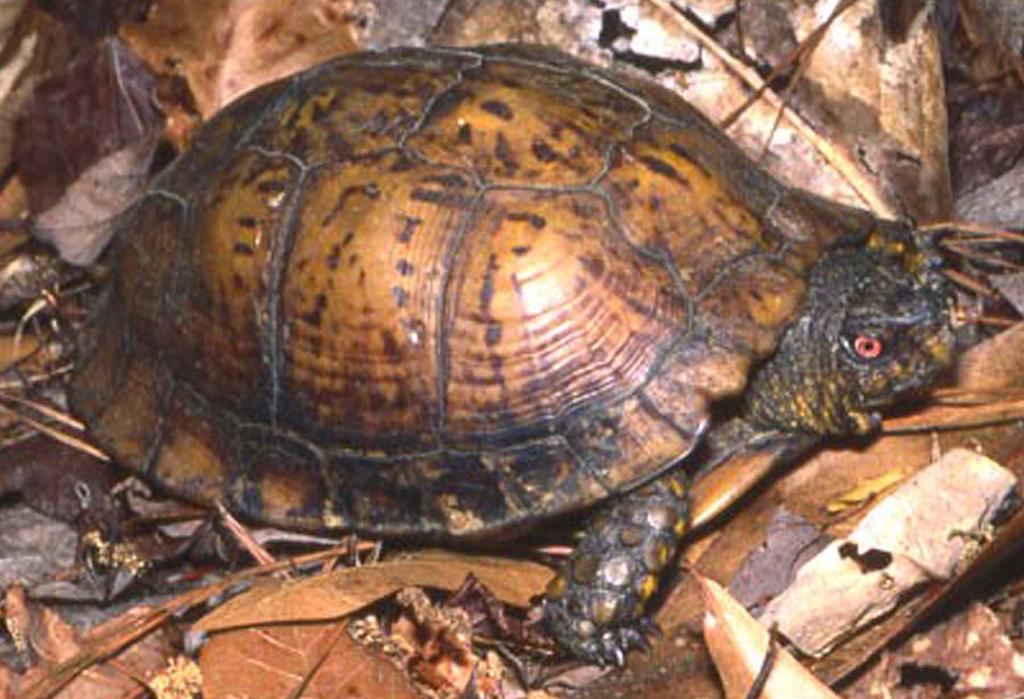 Emydidae Terrapene carolina 239 Figure 16-10. Male box turtle from Calhoun Co.