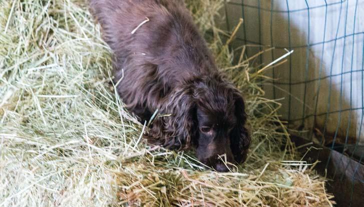 Otter, an English Cocker Spaniel, was the first dog to earn the barn hunt masters title. In the first year, BHA bestowed nearly 2,500 titles and registered more than 5,000 dogs.