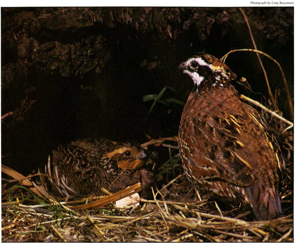 Photograph by Greg Beaumont A Year With the Bobwhite EARLY SPRING finds bobwhites grouped in flocks of six or more.